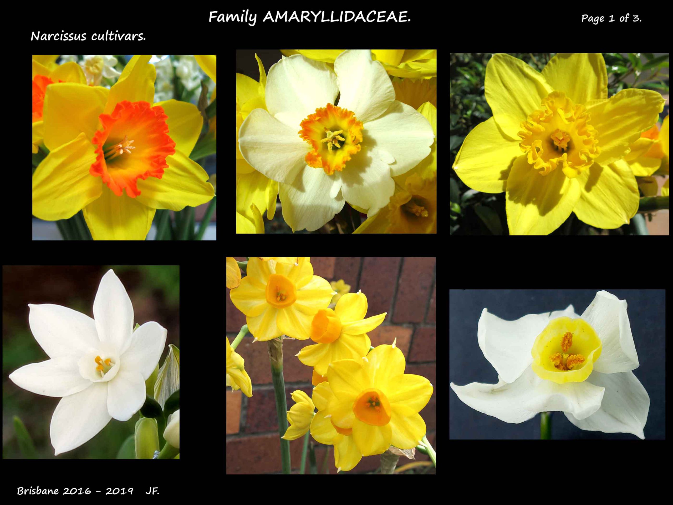 6 Narcissus cultivars 1